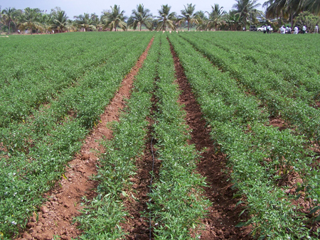 Chilli crop geometry