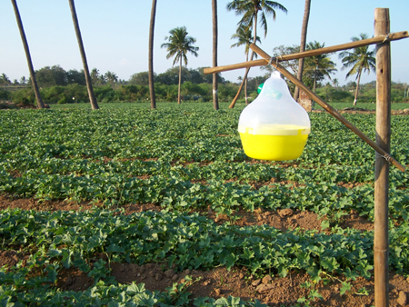 Fruit fly Trap