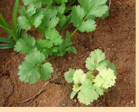 Coriander-N