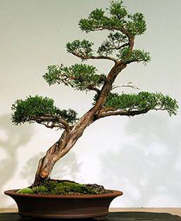 Bonsai