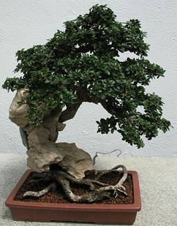 Bonsai