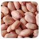 groundnut