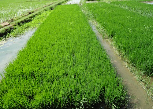 paddy nursery