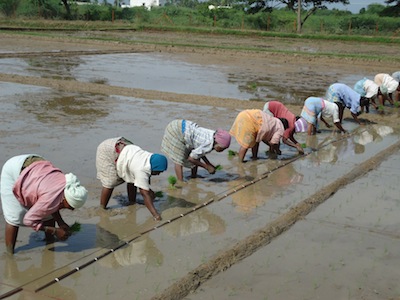 planting