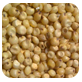 sorghum