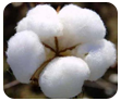 cotton