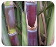 sugarcane