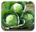 Cabbage