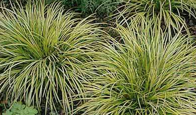 seed treatment in paddy